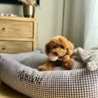 cama para perro desenfundable vichy marrón chocolate personalizada con nombre
