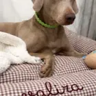 cama para perro desenfundable vichy marrón chocolate con cojín acolchado