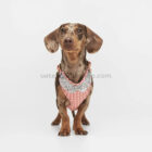 Arnés para perro rosa colocado en perro pequeño tipo teckel