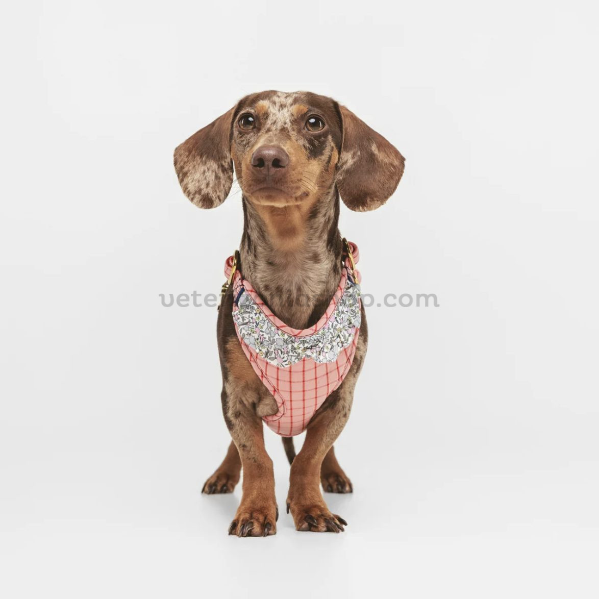 Arnés para perro rosa colocado en perro pequeño tipo teckel