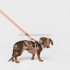 Arnés para perro con correa a juego en color rosa