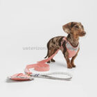 Set completo arnés para perro con correa y accesorios