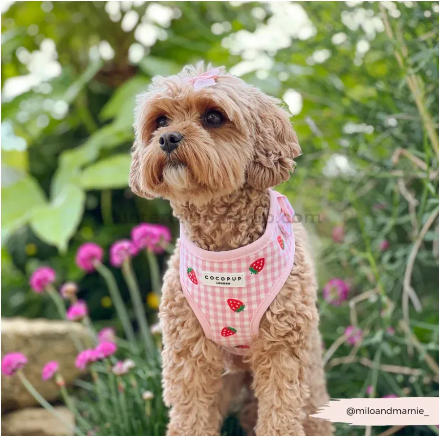 arnés ajustable para perros pequeños rosa