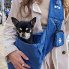 chihuahua dentro de bandolera para perros