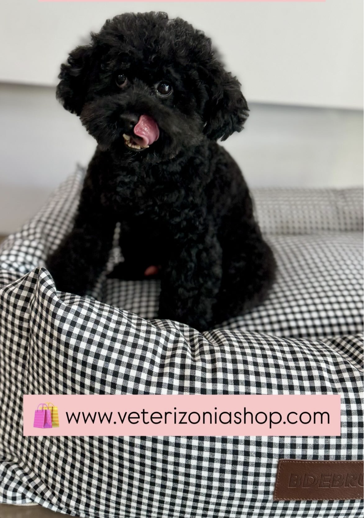 Cama desenfundable para perro vichy negro con caniche toy negro descansando cómodamente sobre cama premium acolchada estilo elegante y moderno.