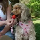 cocker spaniel con arnés rosa vichy