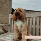 arnés perro con estampado de ocas