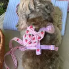 perro con lazo vichy rosa y fresas a juego con arnés premium