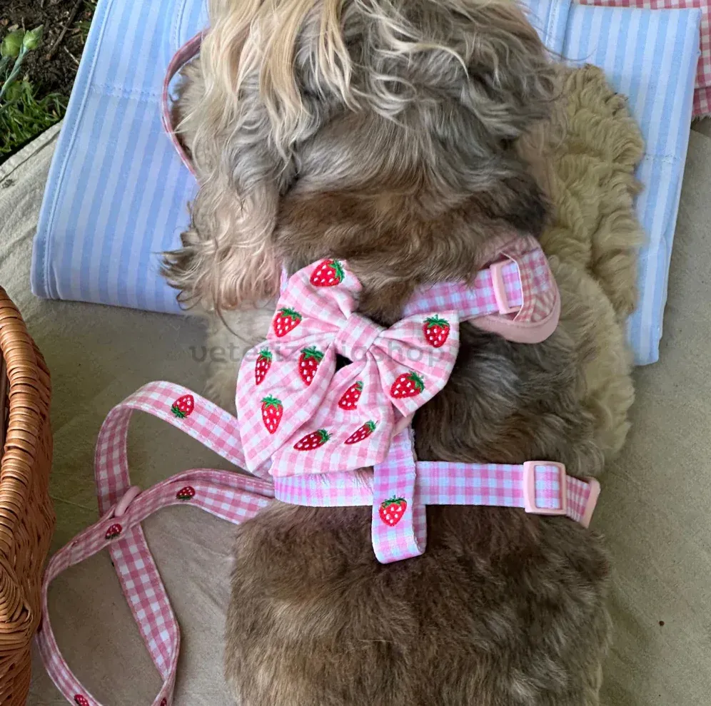 perro con lazo vichy rosa y fresas a juego con arnés premium
