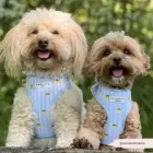 perros con arnés rayas azules y limones premium