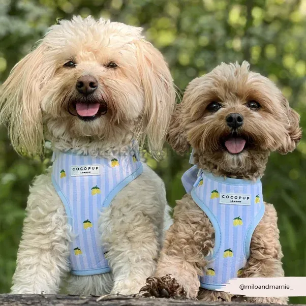 perros con arnés rayas azules y limones premium