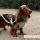 perro pequeño con arnés verde salvia