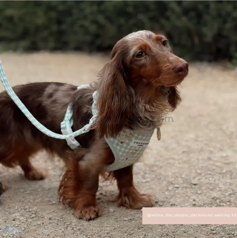 perro pequeño con arnés verde salvia