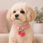 Perro pequeño con collar identificativo rosa y charms decorativos de fresas, ideal para llevar chapa identificativa personalizada.