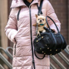 Bolso transportín elegante para perro toy y mini en color negro