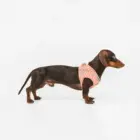Detalle trasero del arnés para perros rayas coral con diseño ergonómico.