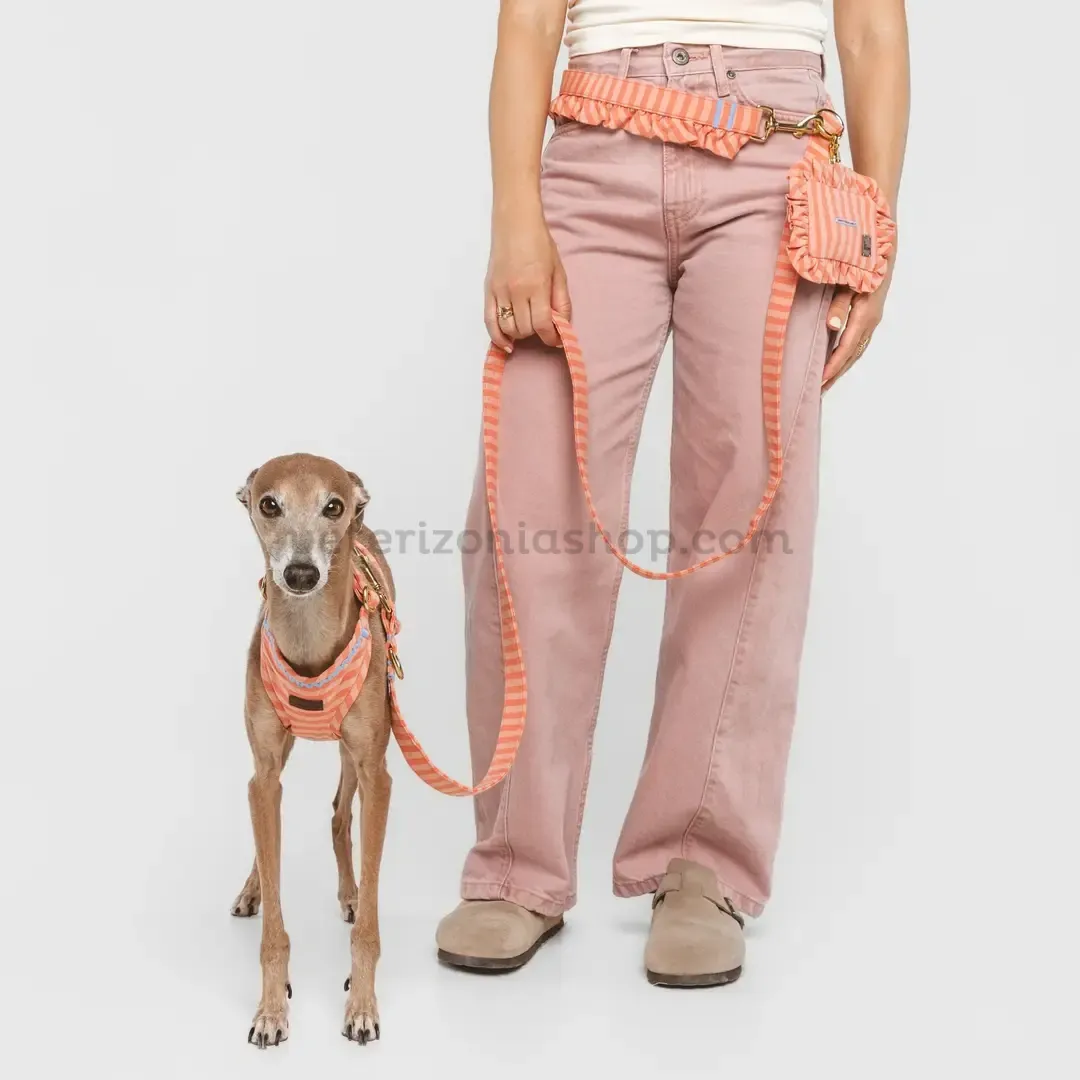 Perro galgo paseando con correa para perros rayas coral multiposición.