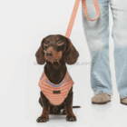 Perro teckel con arnés y correa para perros rayas coral durante un paseo.