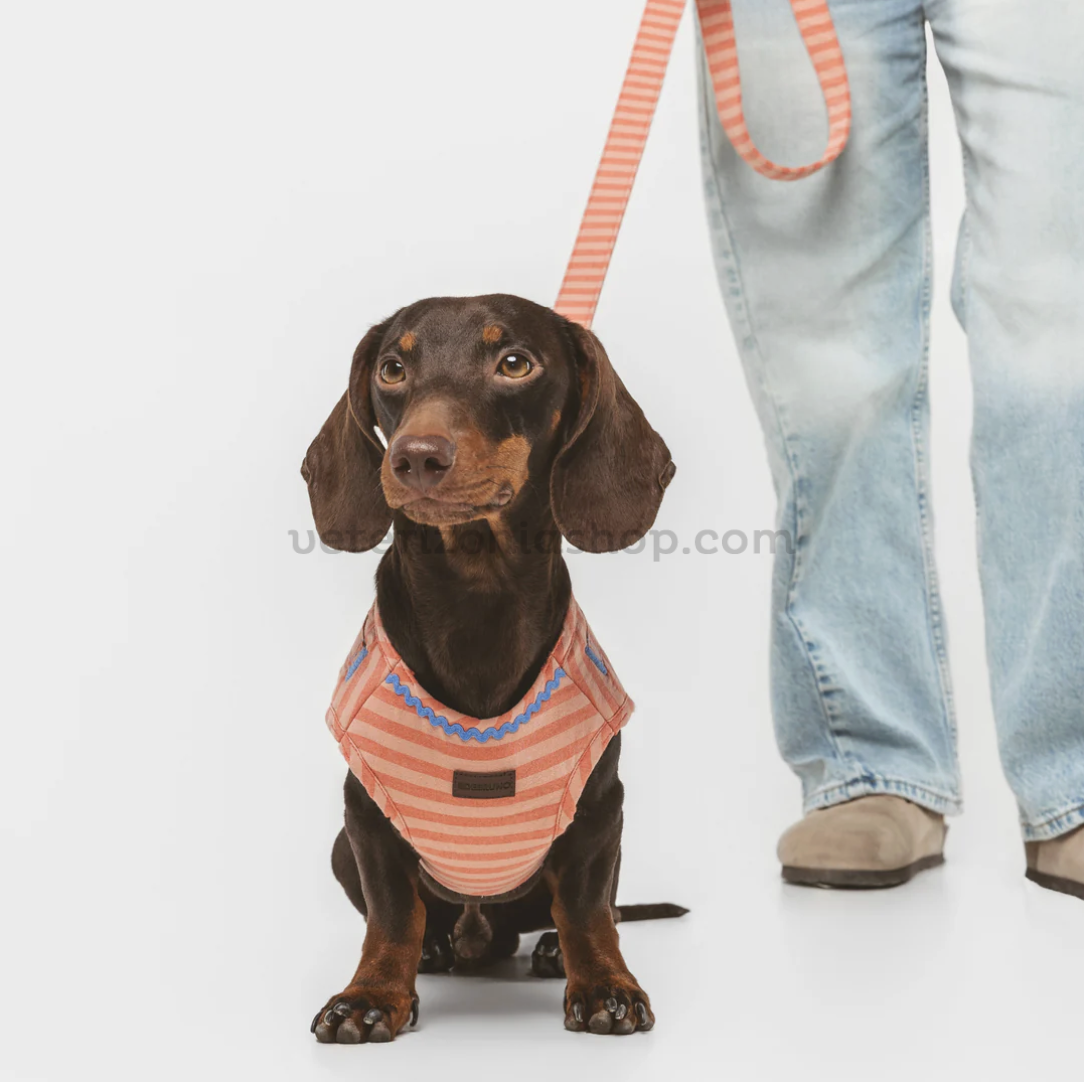Perro teckel con arnés y correa para perros rayas coral durante un paseo.