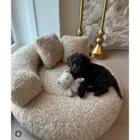 Cama Curly Teddy Beige para perro con dos cojines