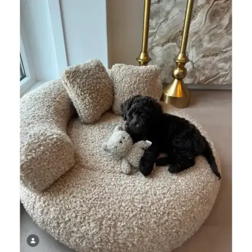 Cama sofá Teddy Beige con dos cojines