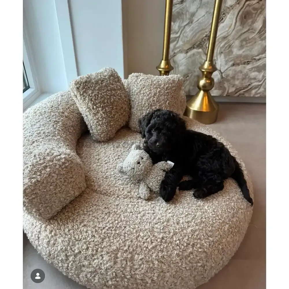 Cama Curly Teddy Beige para perro con dos cojines