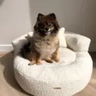 Pomerania descansando en cama sofá de bouclé crema para perros 70 cm