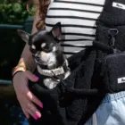 Bandolera para perro pequeño Teddy Negra ajustable en uso