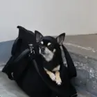 Bolso transportín para perro pequeño Teddy Negro con perro