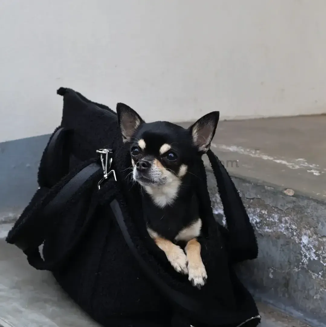 bolso-transportin-perro-pequeno-teddy-negro-detalle Bolso transportín para perro pequeño Teddy Negro con perro