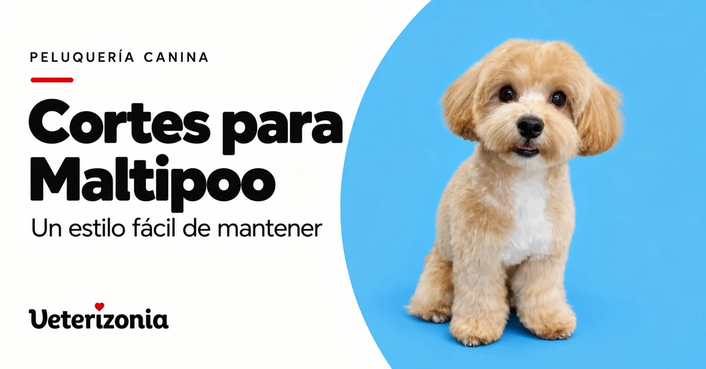 Maltipoo blanco y albaricoque con el pelo recortado y la cara redondeada.
