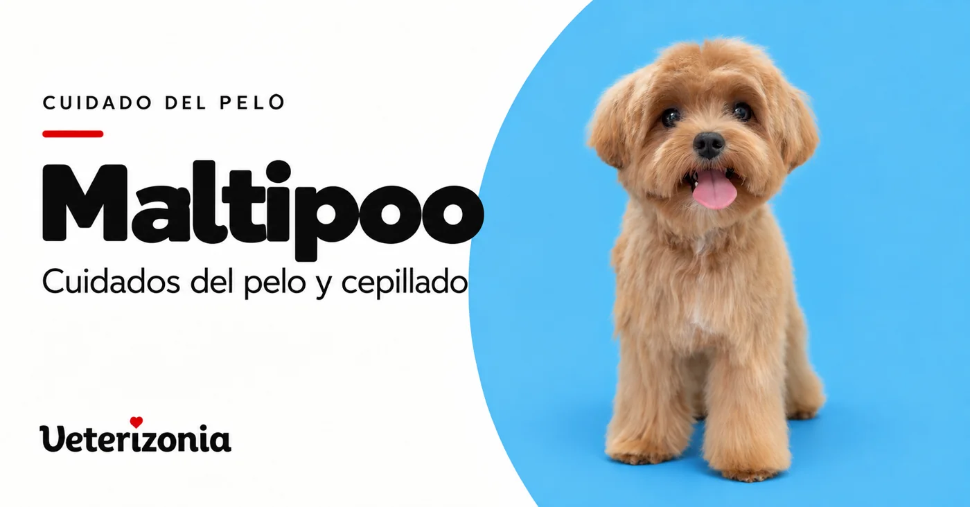 Maltipoo de pelo color albaricoque en una portada sobre cuidados y peluquería.