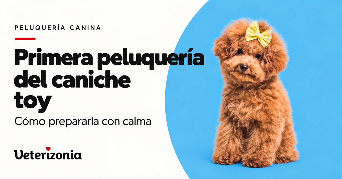 Caniche toy de pelo rojizo con un lazo amarillo, en una portada sobre su primera peluquería.
