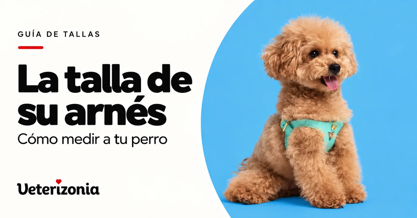 Caniche con arnés turquesa en una portada sobre cómo medir al perro.