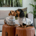 Jersey Woolly Winter de Alqo Wasi para perro