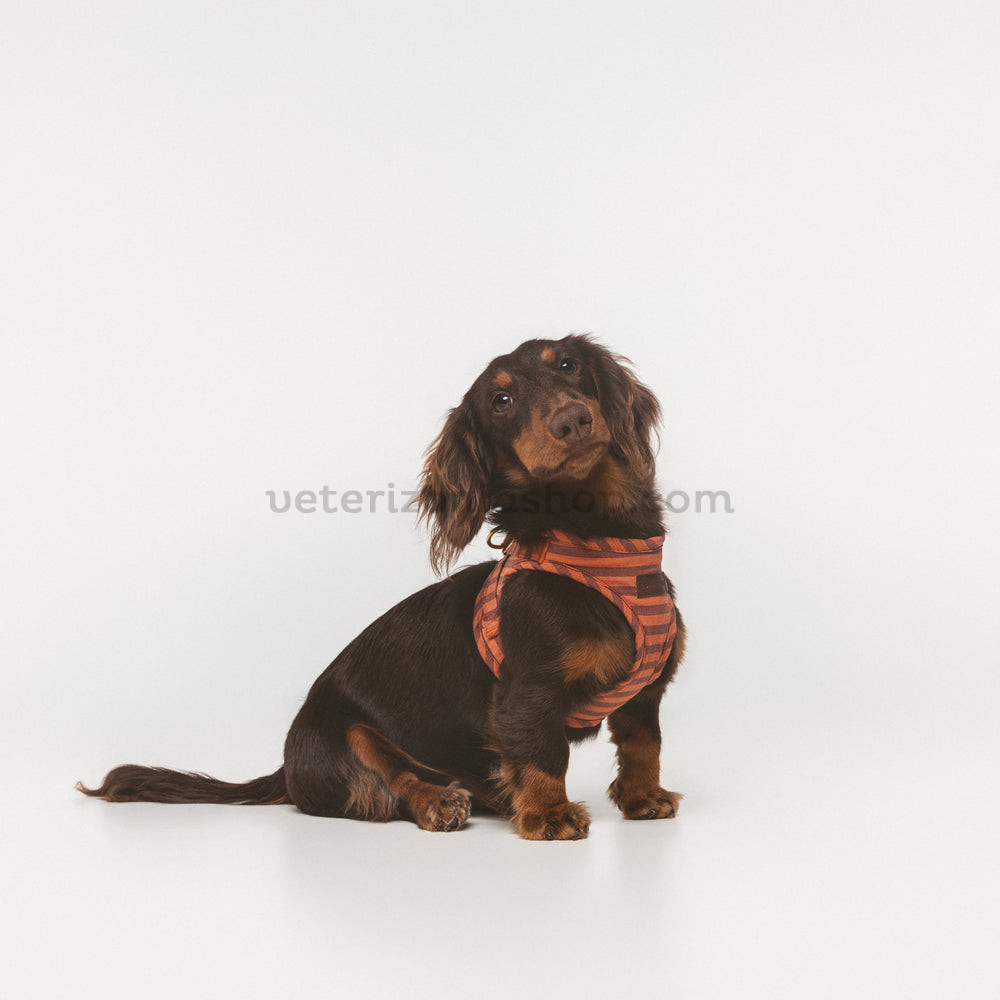 2026_OCTUBRE_BDEBRUNO-76_81b57c0c-8345-48d5-a8fd-c834cb72a19e.jpg Arnés Wrap Mafalda para perros
