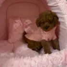 Caniche con jersey rosa dentro de la cueva iglú rosa de peluche para perros y gatos