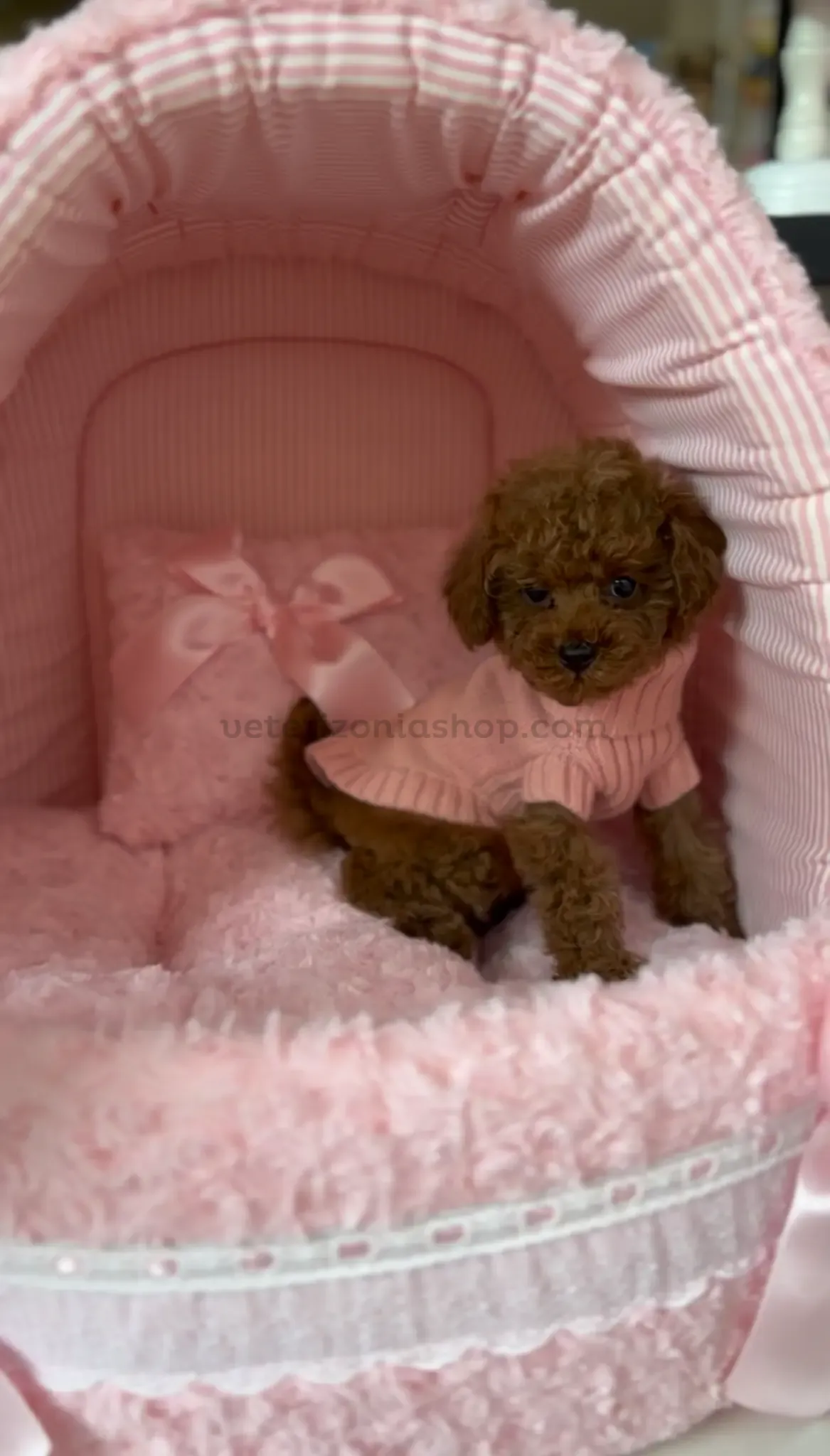 Caniche con jersey rosa dentro de la cueva iglú rosa de peluche para perros y gatos