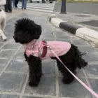Perro negro con jersey de lana merino Dolcevita Infinity rosa, vista lateral para mostrar cómo queda puesto.
