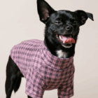 Perro con jersey polar de cuadros rosas y grises