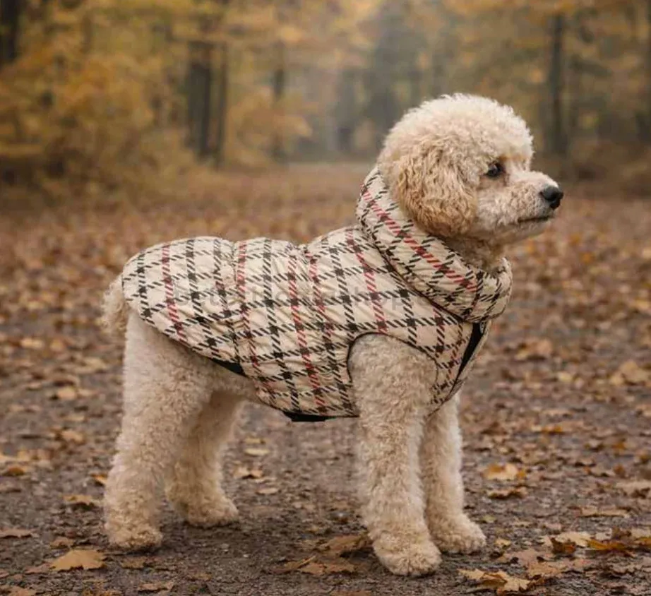 Caniche con abrigo Candy Oxford de cuadros beige durante un paseo
