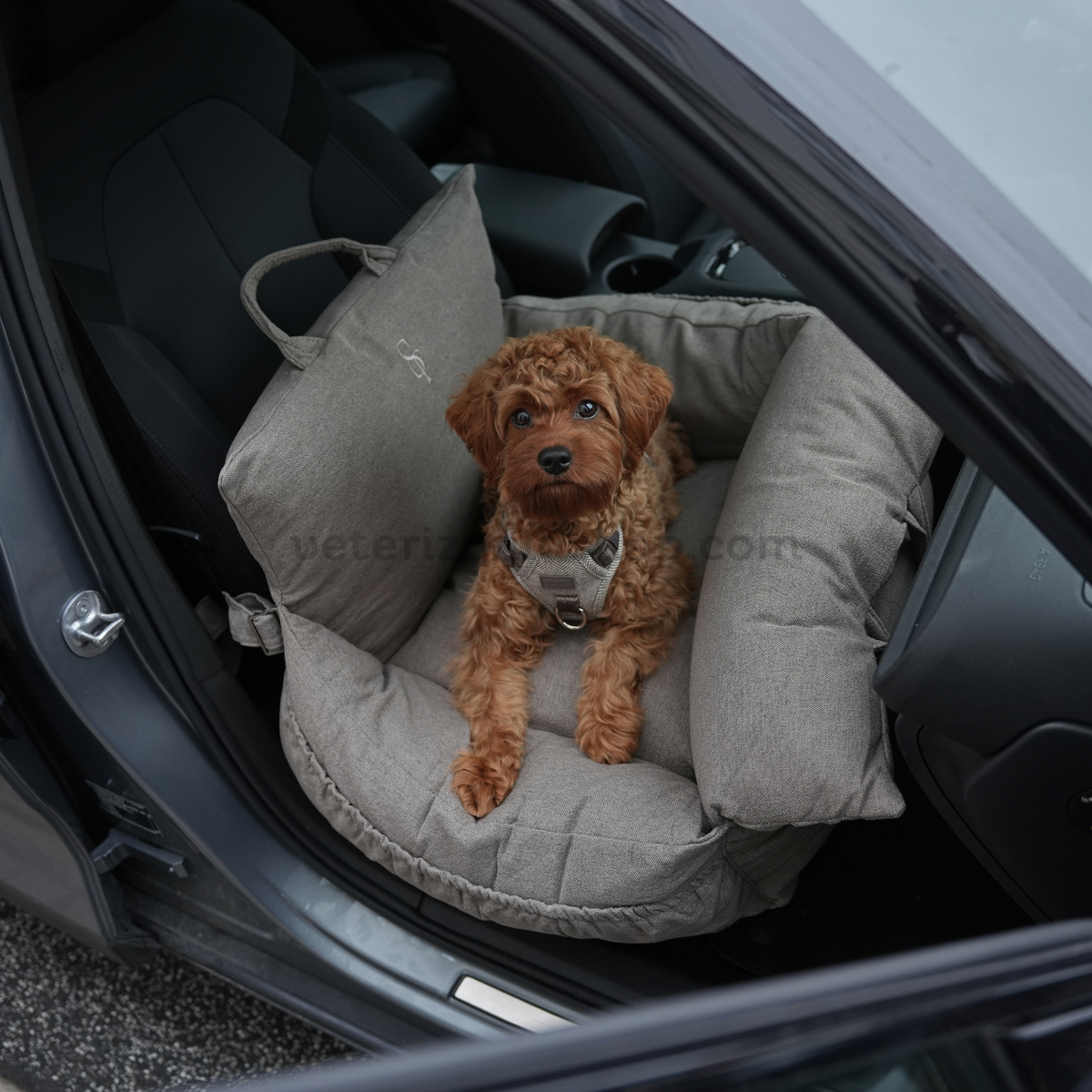 Perro pequeño acomodado en el asiento Staey Lara Taupe 2.0 dentro de un coche